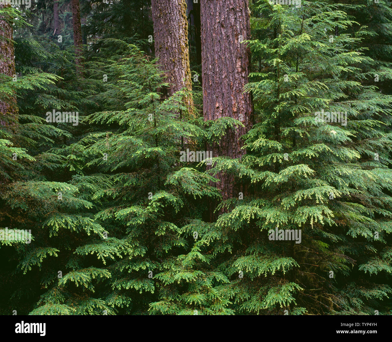 USA, Washington, Olympic National Park, Western hemlock saplings and ...