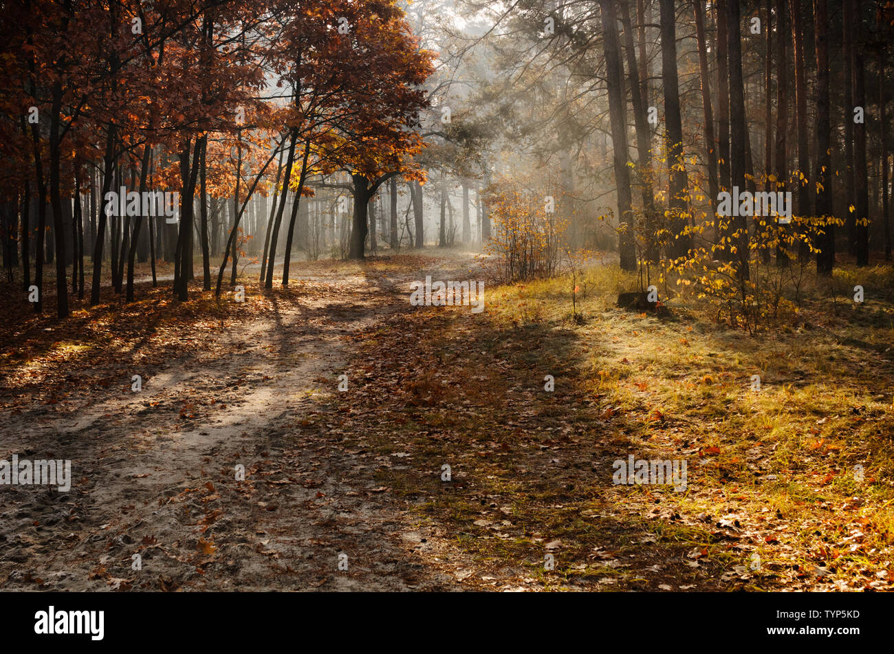 Fall morning scene in the forest with sunbeams and fog Stock Photo - Alamy