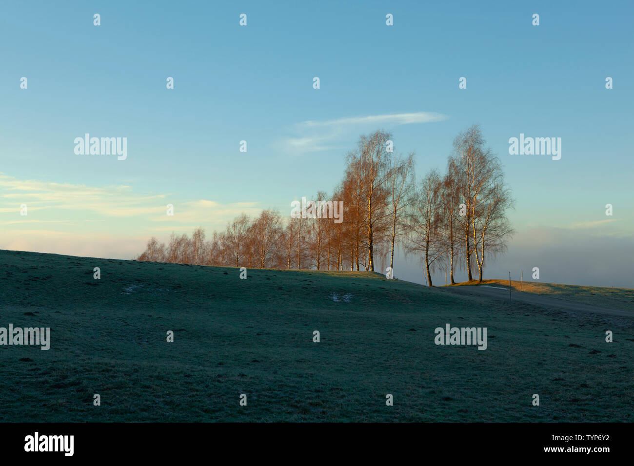 icy and abundant field and birches in a late evening light with some fog Stock Photo