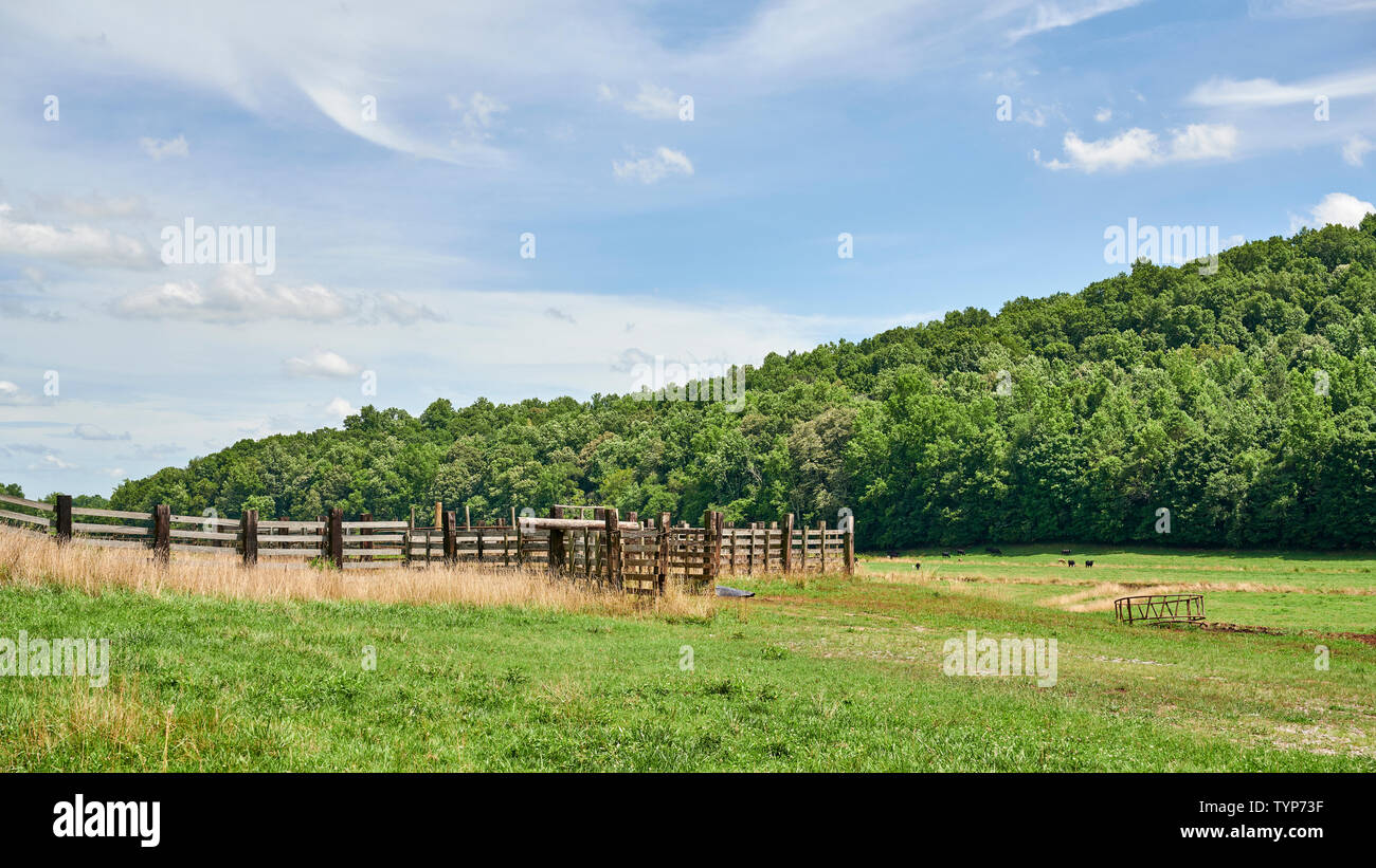 Wooden cattle pen and pasture with grazing cattle in rural Alabama, USA. Stock Photo