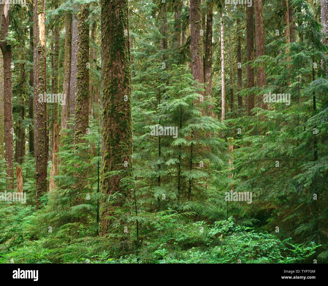 USA, Washington, Olympic National Park, Ancient forest of western hemlock and Sitka spruce in the Sol Duc Valley. Stock Photo