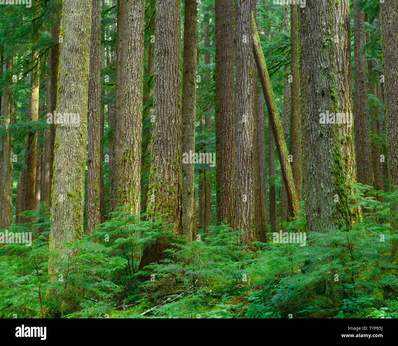USA, Washington, Olympic National Park, Temperate rain forest dominated by western hemlock in the Sol Duc Valley. Stock Photo