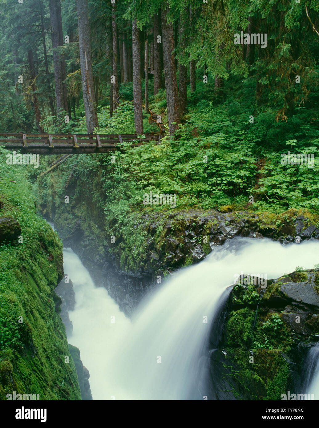 USA, Washington, Olympic National Park, Sol Duc Falls has carved a deep gorge beneath bridge in ancient forest; Sol Duc Valley. Stock Photo