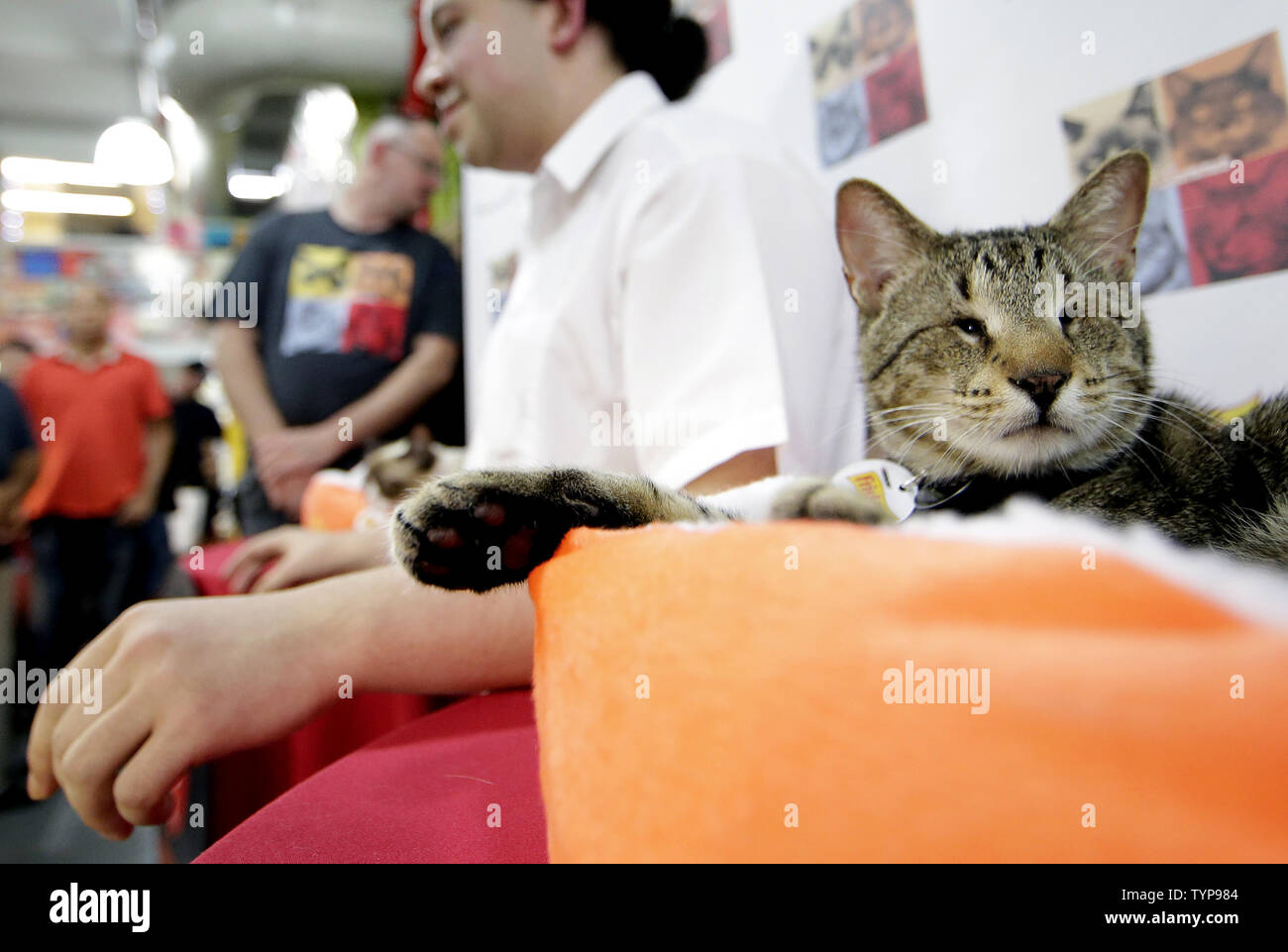 A fan takes a picture with feline internet sensations Grumpy Cat and Oskar the Blind Cat when they make a special appearance at Bleecker Street Records in New York City on July 16, 2014. The duo will debut their new music video 'Cat Summer' on July 16th. Grumpy Cat will return next month for promotional activities in support of her book, The Grumpy Guide to Life: Observations from Grumpy Cat.    UPI/John Angelillo Stock Photo