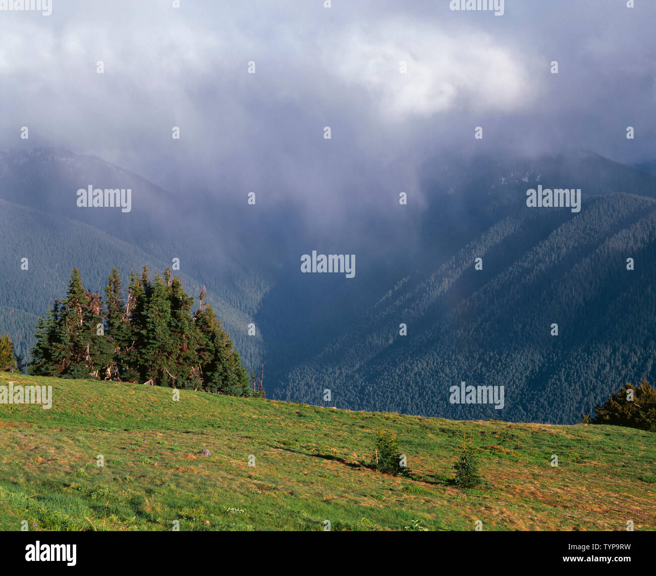 USA, Washington, Olympic National Park, Rainstorm over coniferous forest and meadow, view south from Hurricane Ridge towards Elwah Valley. Stock Photo