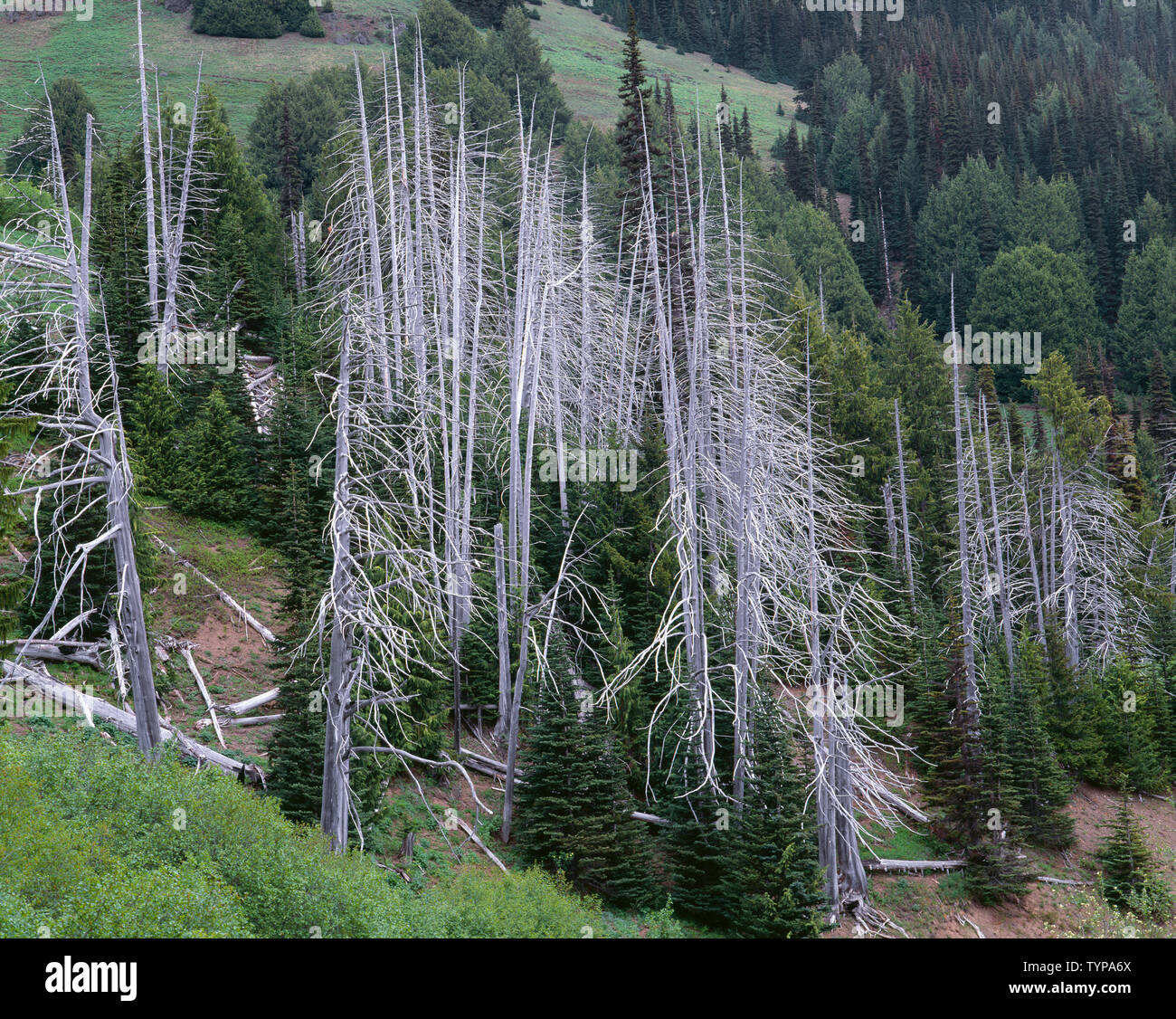 USA, Washington, Olympic National Park, Silvery snags called a silver forest are remains of an old fire, near Klahhane Ridge. Stock Photo