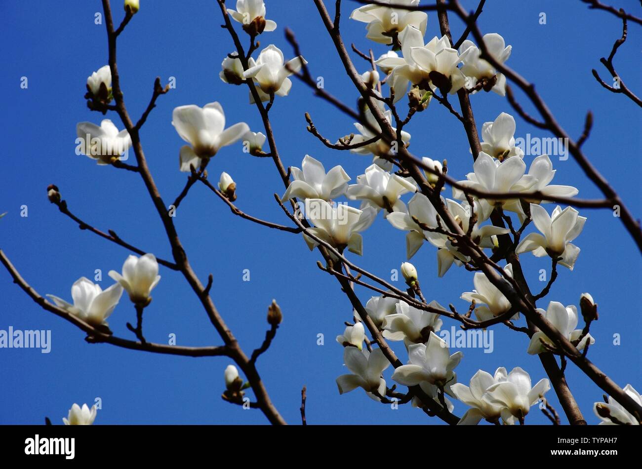 Magnolia magnolia flower Stock Photo Alamy