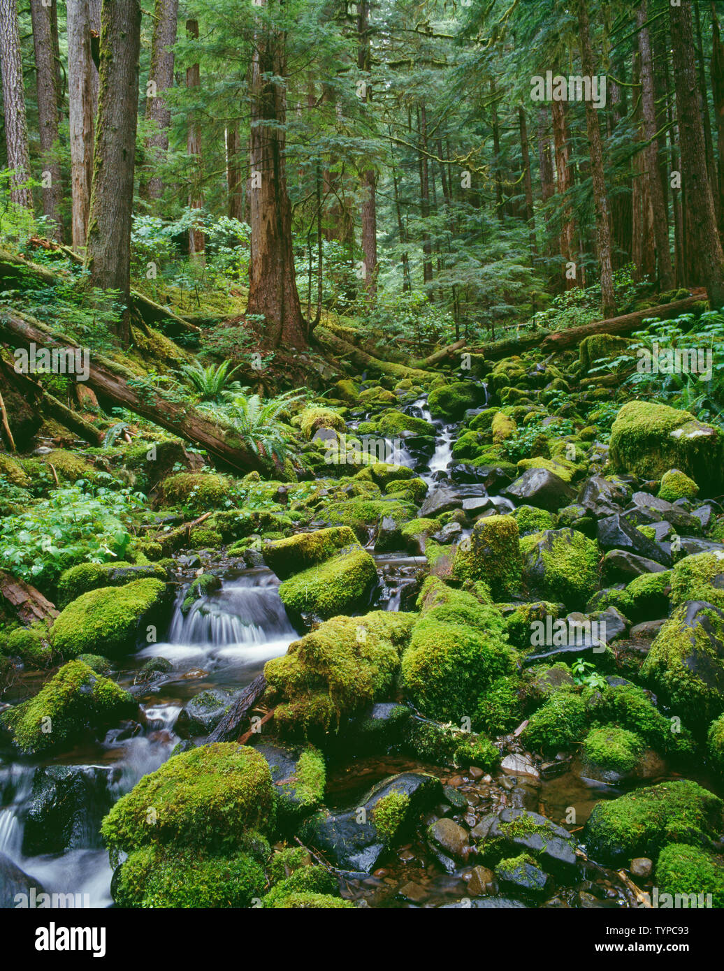 USA, Washington, Olympic National Park, Small, unnamed creek and lush moss in old-growth rain forest; Sol Duc Valley. Stock Photo