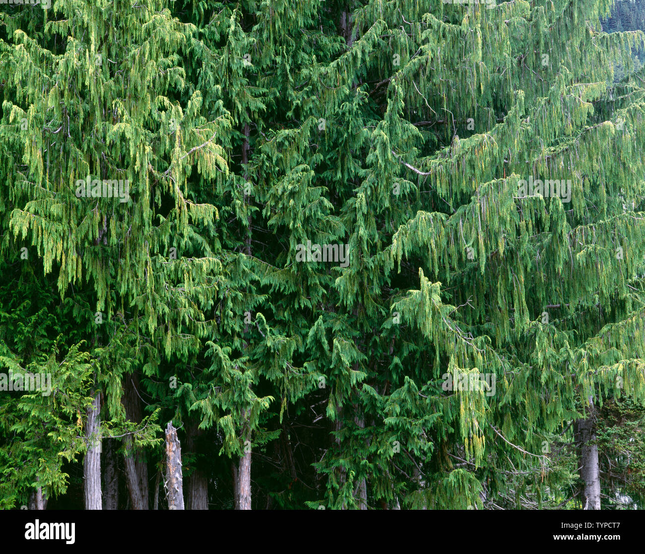 USA, Washington, Olympic National Park, Alaska yellow cedar displays droopy growth form near Klahhane Ridge. Stock Photo
