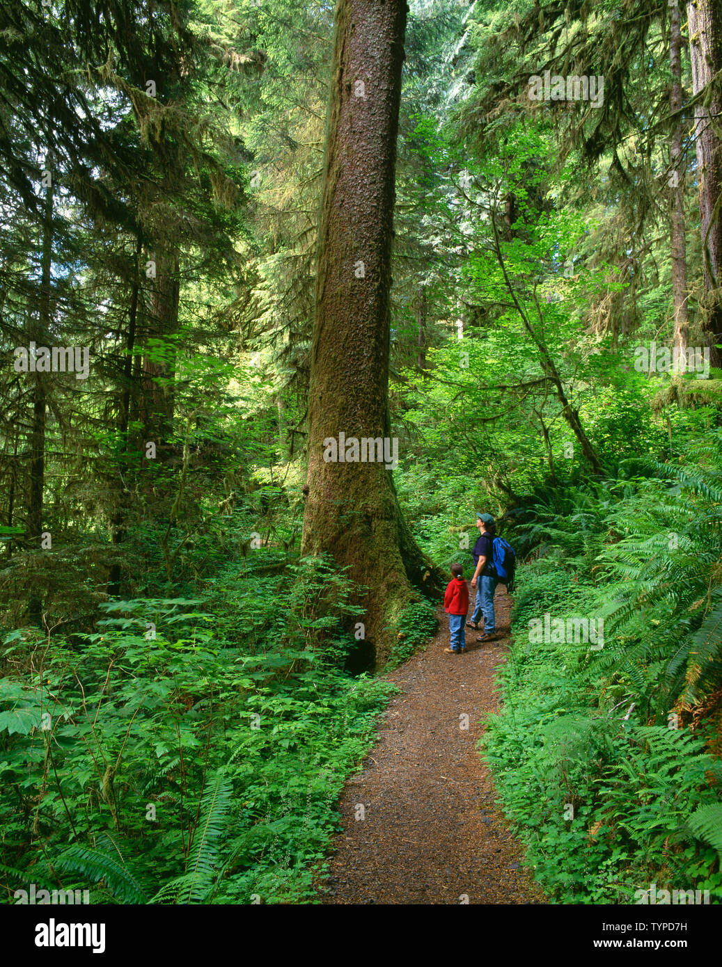 USA, Washington, Olympic National Park, Mother and daughter pause while hiking to view temperate rain forest in the Quinault Valley. Stock Photo