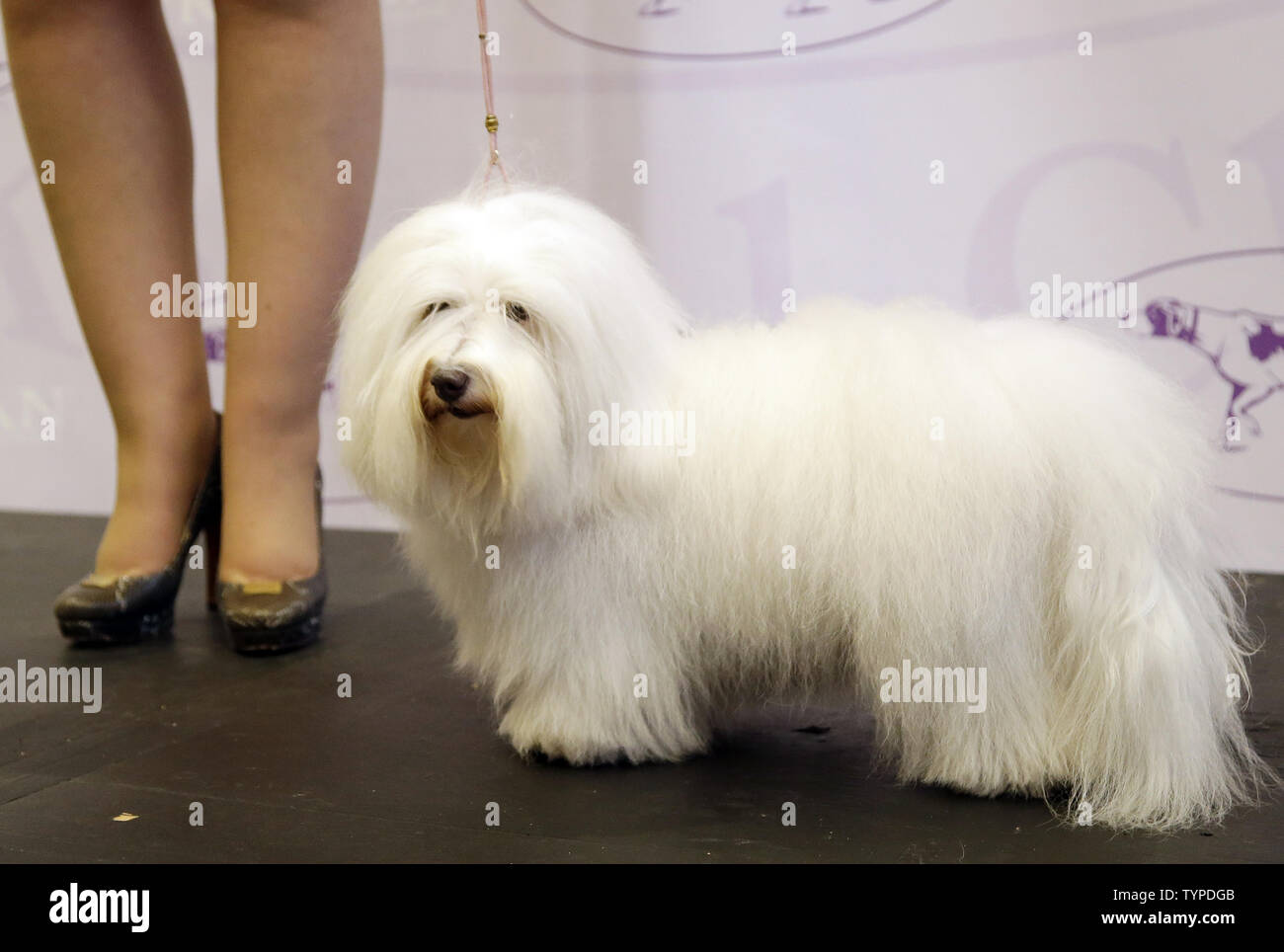 coton de tulear kennel club
