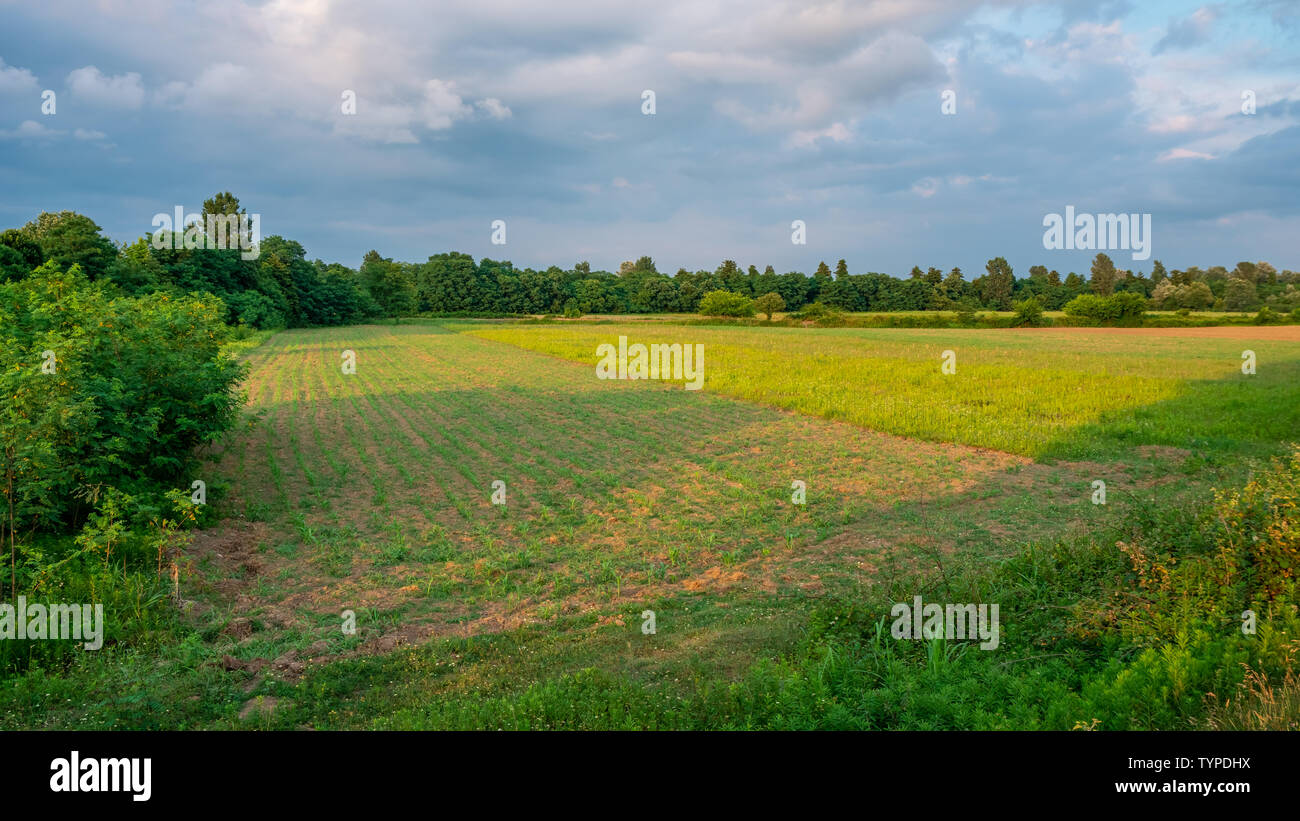 Green field with young corn at sunset. Agriculture Stock Photo - Alamy