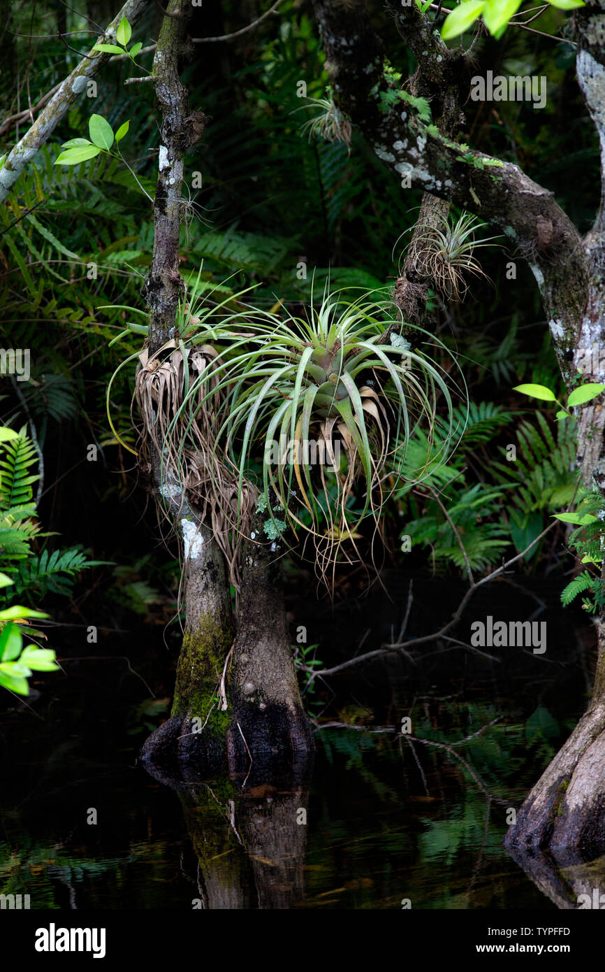 Tillandsia Airplants, Fern, Lichens, and Moss fight for a spot in the tangle of life in a lush tropical scene at Big Cypress Preserve, Florida Stock Photo