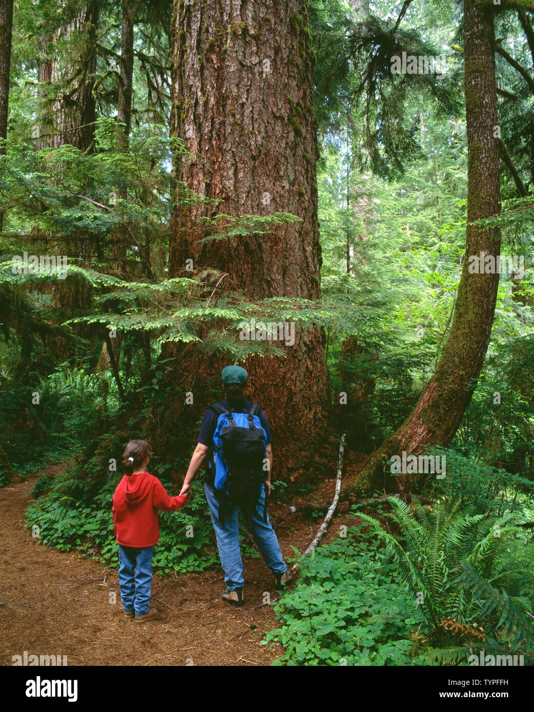 USA, Washington, Olympic National Park, Mother and daughter pause while hiking to view temperate rain forest in the Quinault Valley. Stock Photo