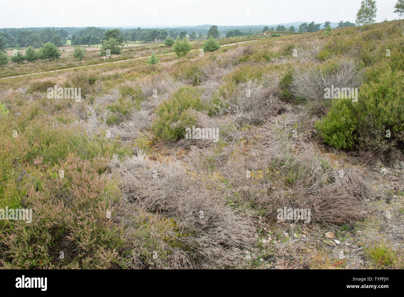 Hankley Common, a heathland area in Surrey, UK, showing heather die-back due to the dry hot summer of 2018 Stock Photo