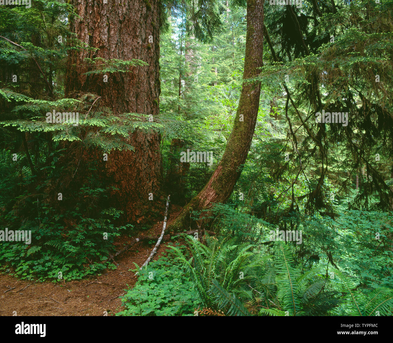 USA, Washington, Olympic National Park, Large Douglas fir and smaller western hemlock in temperate rain forest; Quinault Valley. Stock Photo