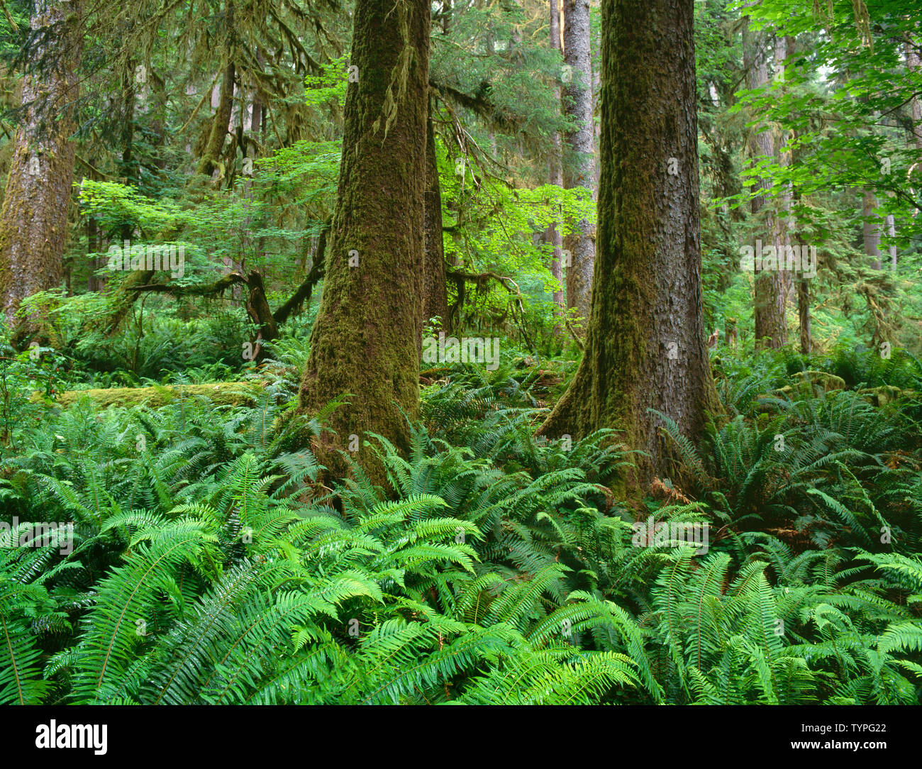 USA, Washington, Olympic National Park, Trunks of Sitka spruce with sword fern in the understory; Hoh Rain Forest. Stock Photo