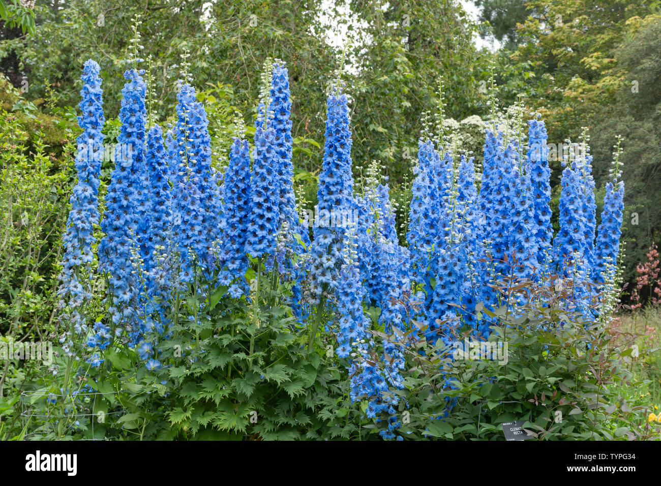Delphiniums (Delphinium 'Pandora', blue perennials flowering during June or summer at Sir Harold Hillier Gardens in Hampshire, UK Stock Photo