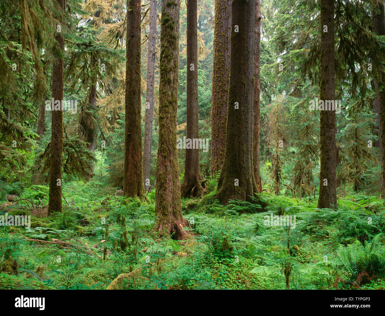USA, Washington, Olympic National Park, Sitka spruce and western hemlock in temperate rain forest; Hoh Valley. Stock Photo