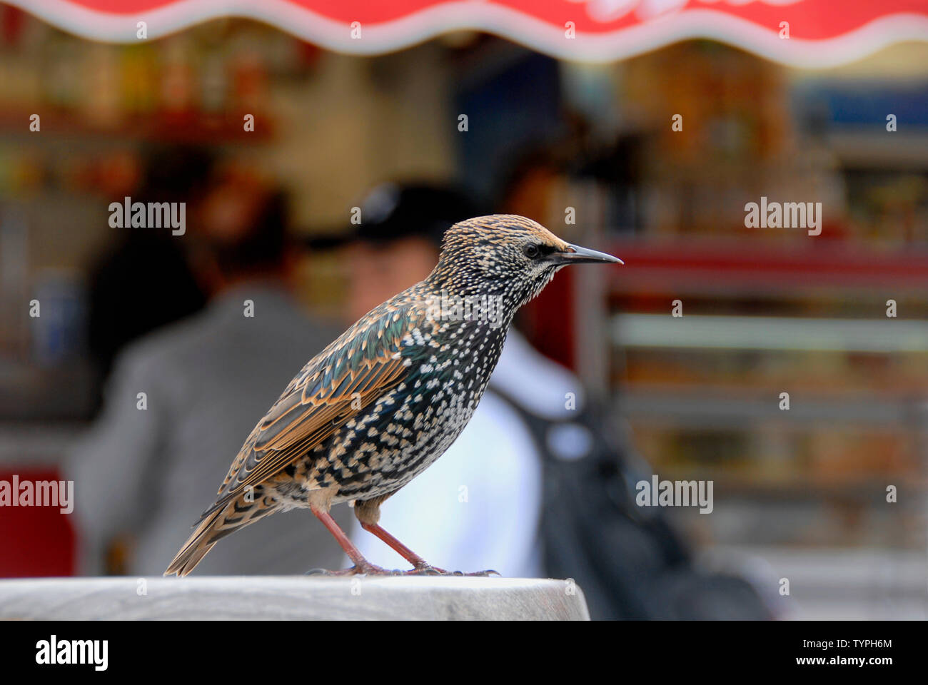 Starling waiting by outdoor cafe near river Seine, Paris, France, hoping for food Stock Photo