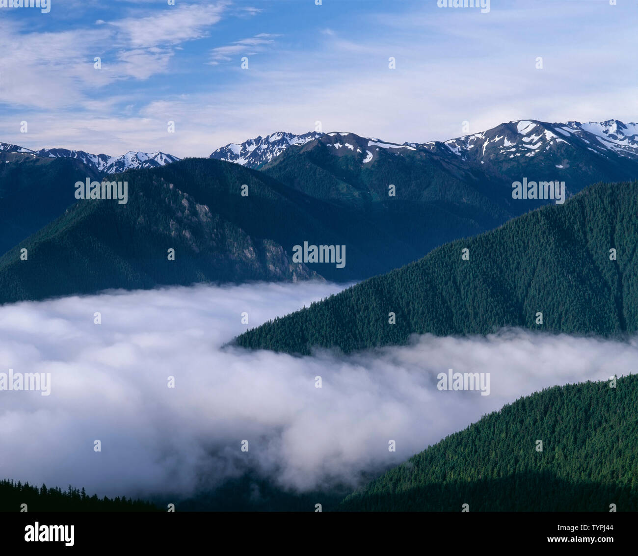 USA, Washington, Olympic National Park, Morning fog fills converging valley bottoms, view south from Deer Park. Stock Photo