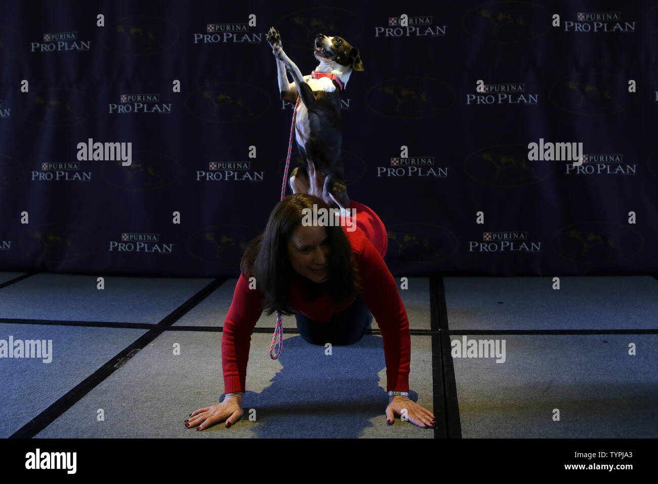 Karen Profenna of New City, New York demonstrates agility with Mixed Breed dog Hailey at a press conference just weeks before the 139th Annual Westminster Kennel Club Dog Show in New York City on January 21, 2015. The first Westminster show was held on May 8, 1877, making it the second-longest continuously held sporting event in the United States behind only the Kentucky Derby, which was first held in 1875.  Photo by John Angelillo/UPI Stock Photo