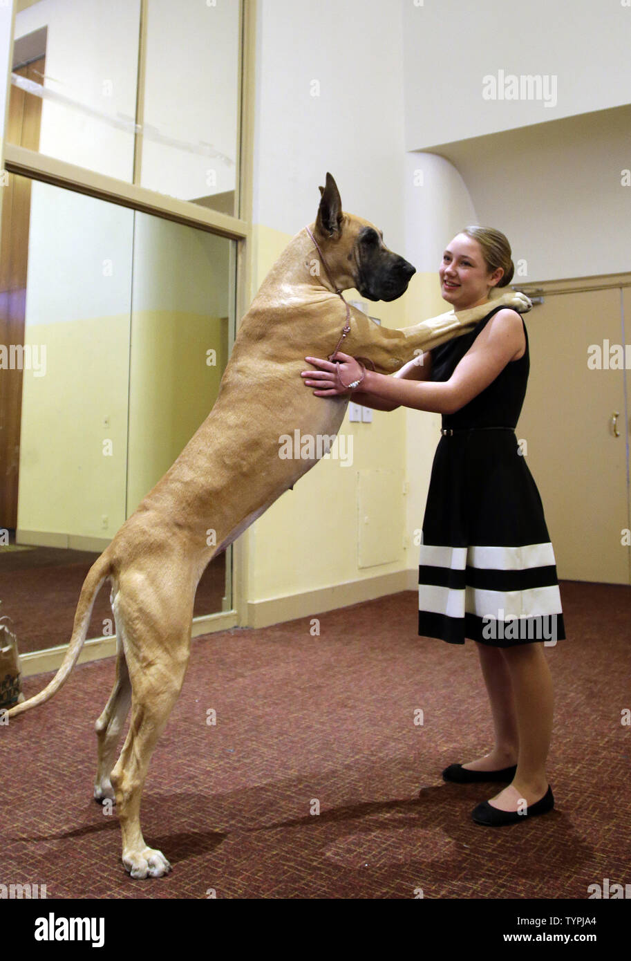 Special exhibitor Emma Rogers stands with Joy the Great Dane at a press conference just weeks before the 139th Annual Westminster Kennel Club Dog Show in New York City on January 21, 2015. The first Westminster show was held on May 8, 1877, making it the second-longest continuously held sporting event in the United States behind only the Kentucky Derby, which was first held in 1875.  Photo by John Angelillo/UPI Stock Photo