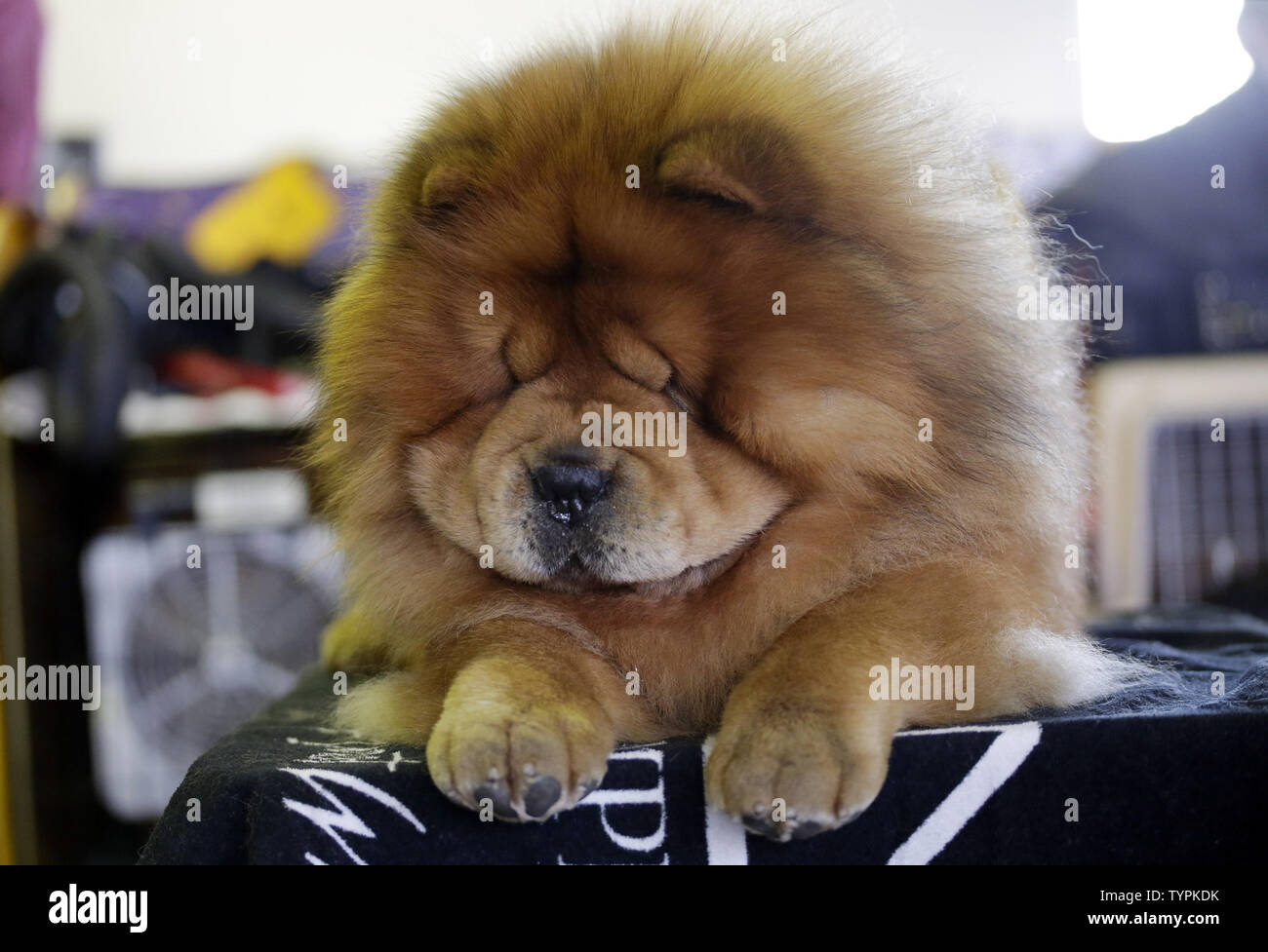 chow chow kennel club