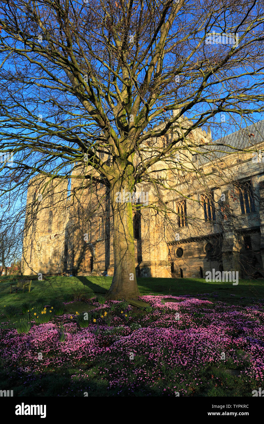 Spring flowers, Ripon Cathedral; Ripon town; North Yorkshire; England ...