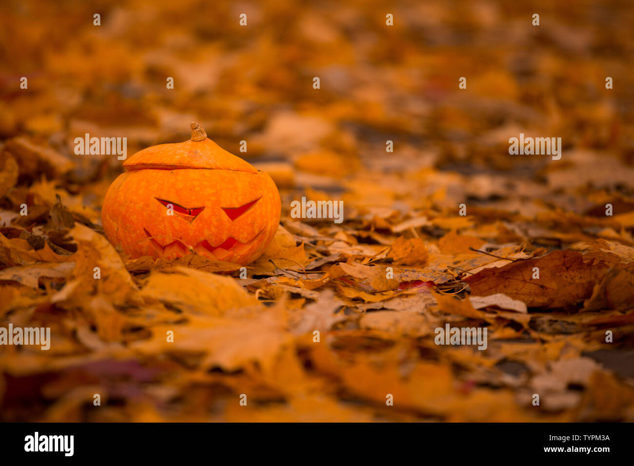 Orange Autumn leaves and halloween pumpkin, background with copy space ...