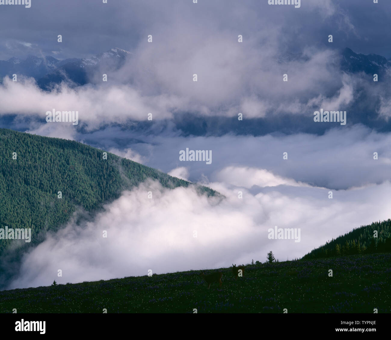 USA, Washington, Olympic National Park, Storm clouds hide peaks and forest in the Elwah Valley, view south from Hurricane Ridge. Stock Photo