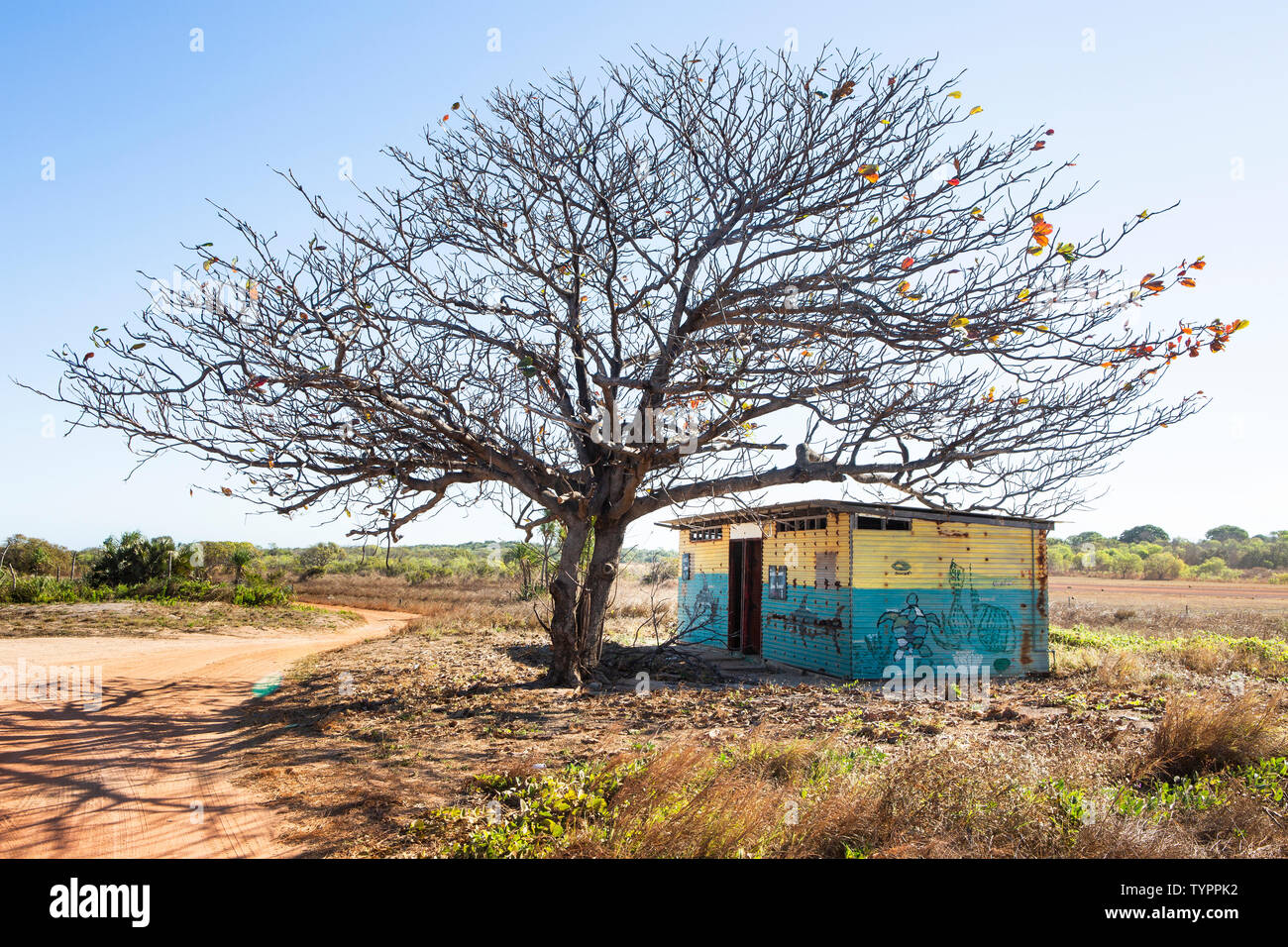 a corrugated sheet iron hut  painted with aboriginal designs is standing under a tree in the middle of a try field Stock Photo