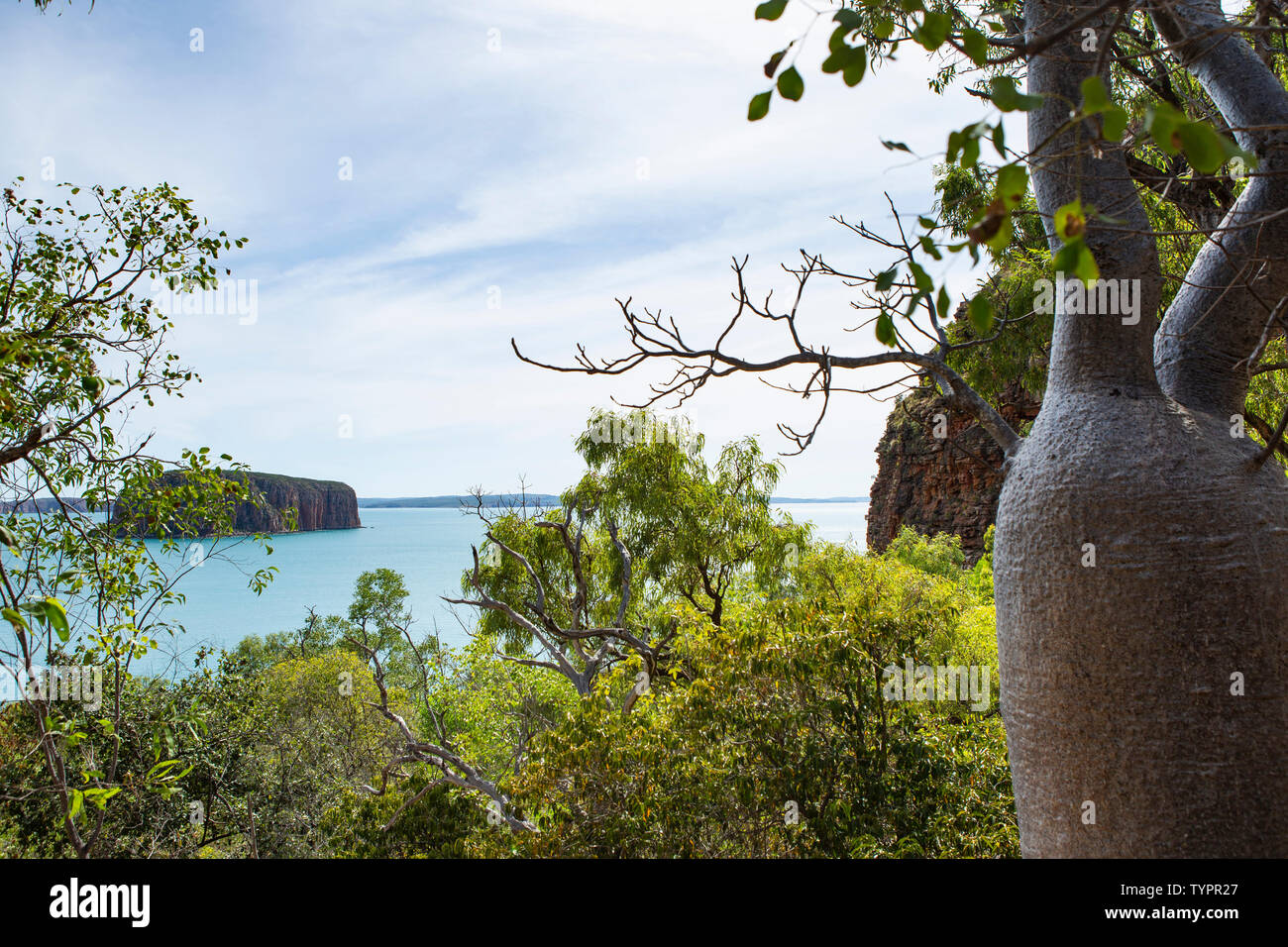coastline of  the region Kimberley in Western Australia with lush bushes and a Baobab tree in the foreground Stock Photo