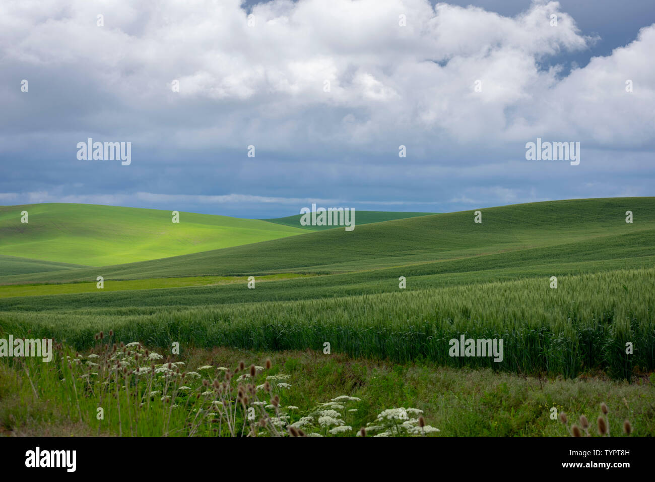landscape near Steptoe Butte, Palouse, Washington USA Stock Photo
