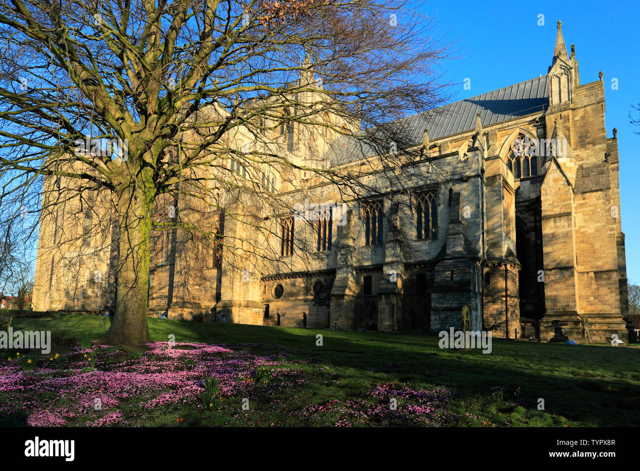 Spring flowers, Ripon Cathedral; Ripon town; North Yorkshire; England ...