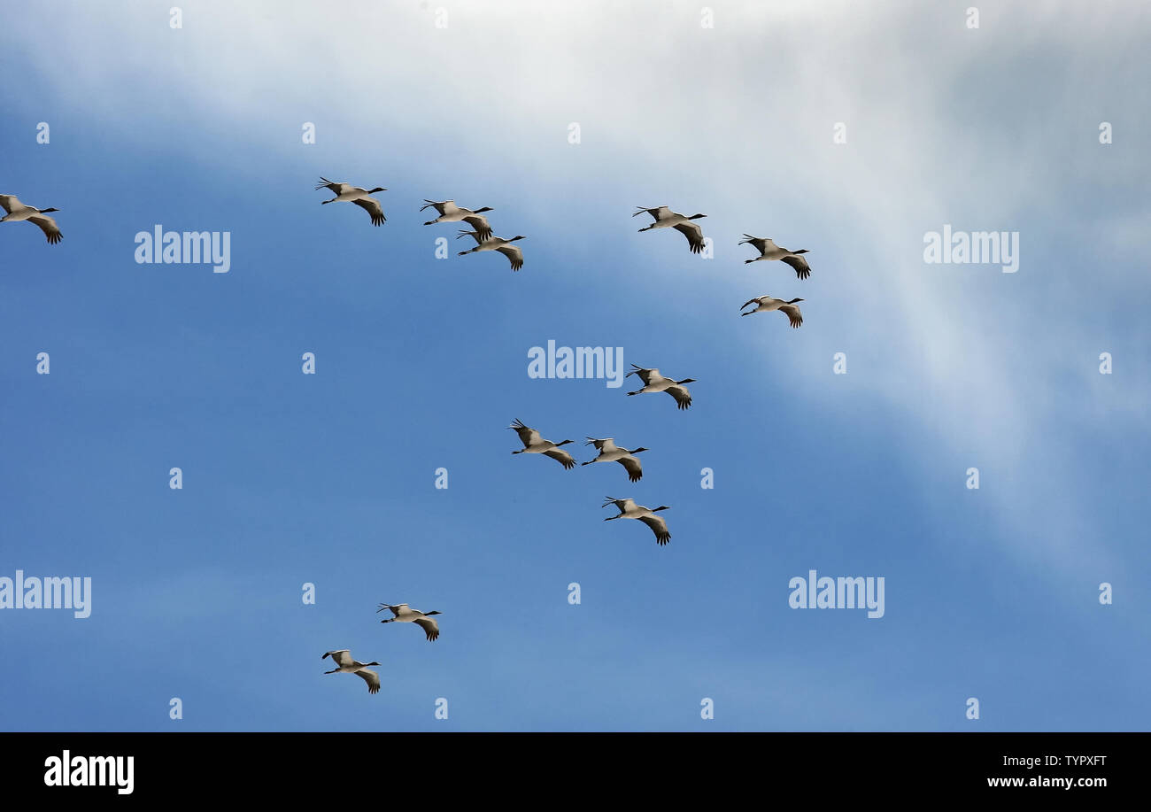 Black-necked cranes flying in formation in the sky Stock Photo
