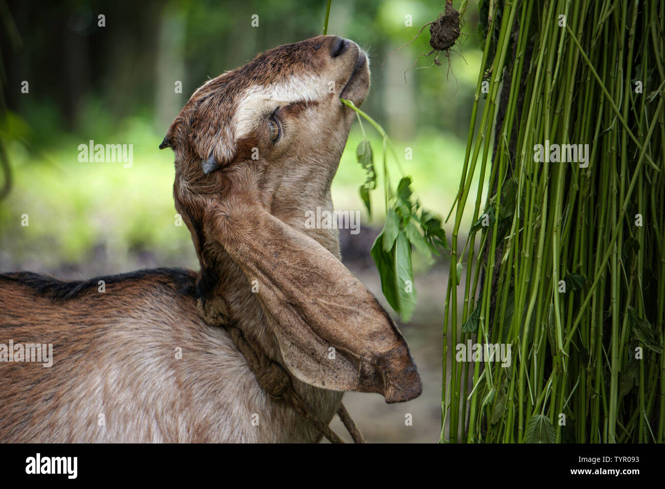 The goats eating hanging grass on the tree. Stock Photo