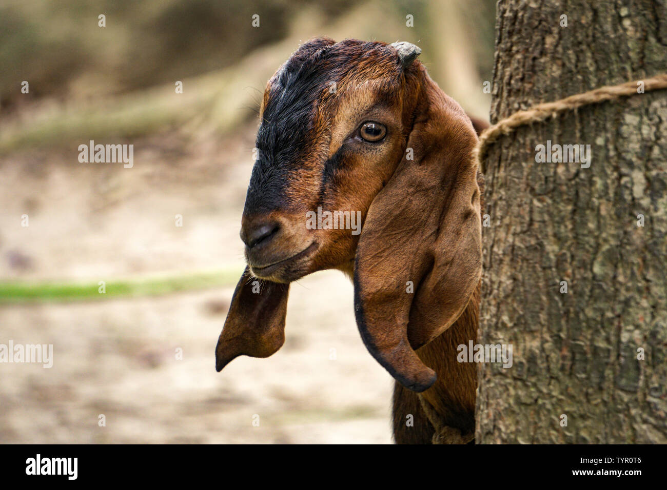 Curious young Goat, A Big Ear Goat Looking for a Mother goat Stock Photo
