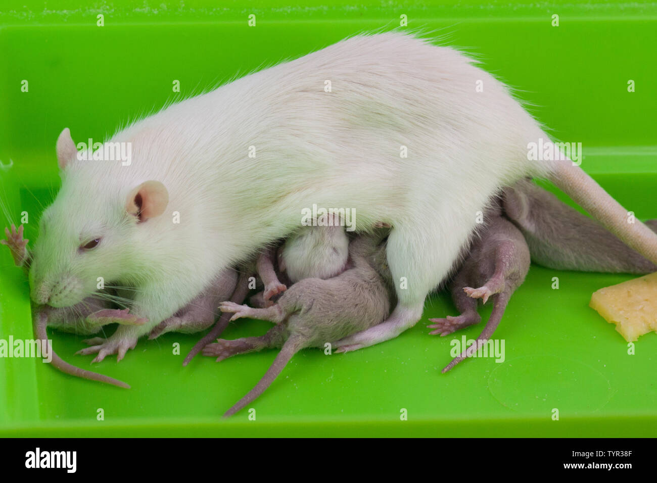 Baby Mouse And Mother High Resolution Stock Photography And Images Alamy