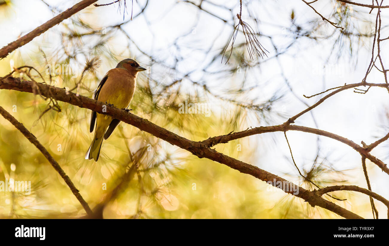 Bird on a branch in pine needle forest in spring sun Stock Photo