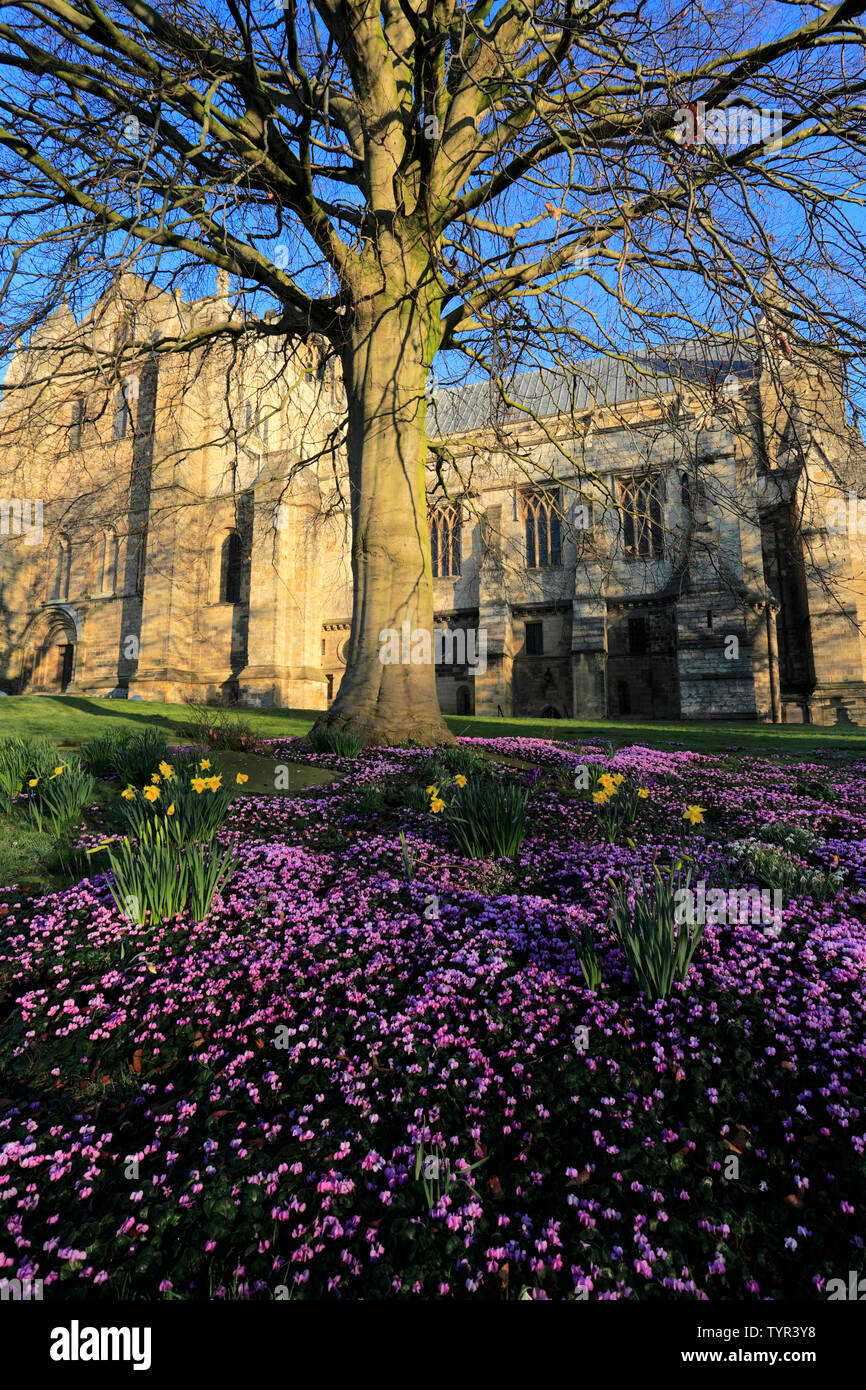Spring flowers, Ripon Cathedral; Ripon town; North Yorkshire; England ...