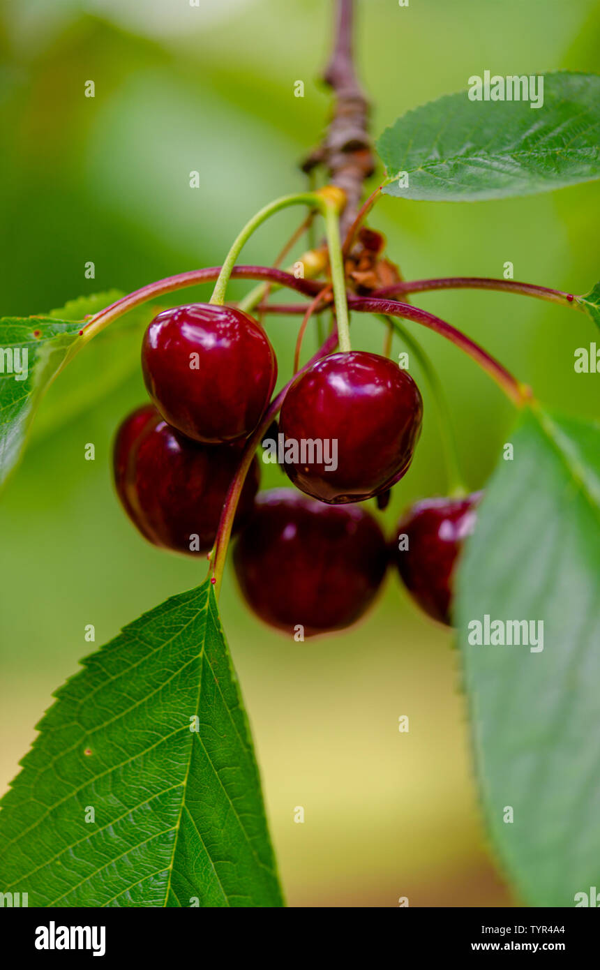 Cha Li Zi 8 Stock Photo - Alamy