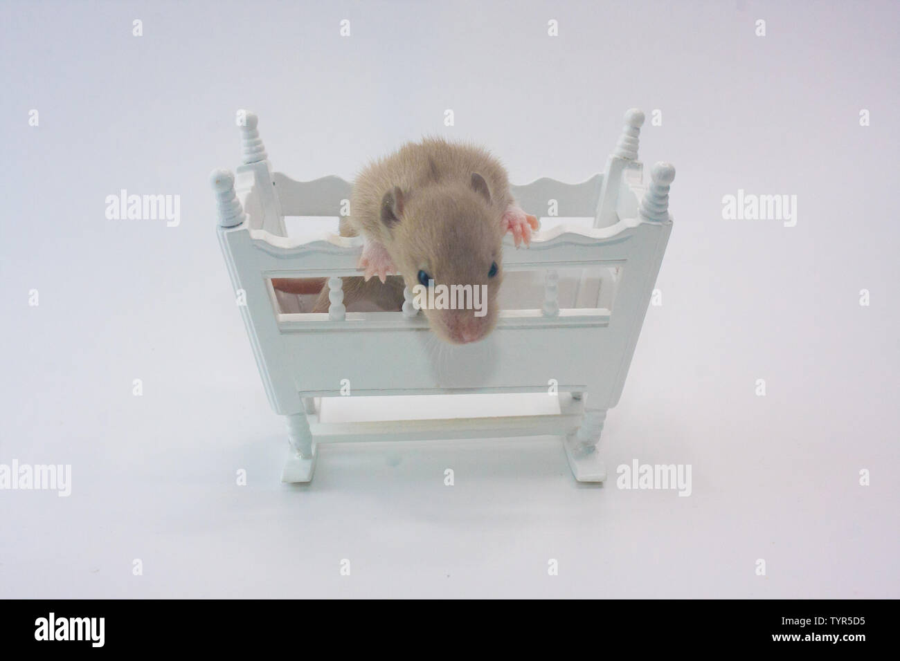 The Concept Of Birth A Small Rat Is Sitting In A Cot Stock Photo Alamy