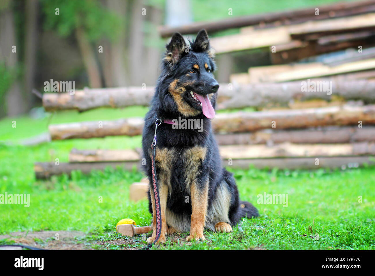 Bohemian Shepherd High Resolution Stock Photography And Images Alamy