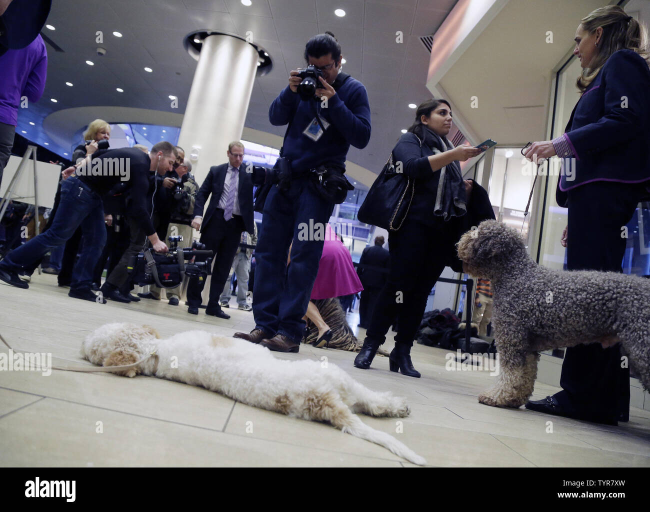 Photographers and reporters work at an event introducing the new competing breeds of dogs at a press conference just weeks before the 140th Annual Westminster Kennel Club Dog Show at Madison Square Garden in New York City on January 21, 2016. The first Westminster show was held on May 8, 1877, making it the second-longest continuously held sporting event in the United States behind only the Kentucky Derby, which was first held in 1875.  Photo by John Angelillo/UPI Stock Photo