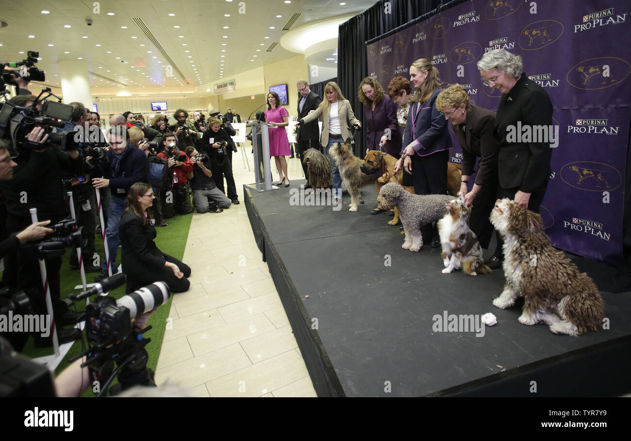 A Bergamasco Berger Picard Boerboel Cirneco Delloetna Lagotto Romagnolo Miniature American Shepherd And Spanish Water Dog Arrive On The Stage At An Event Introducing The New Competing Breeds Of Dogs At A