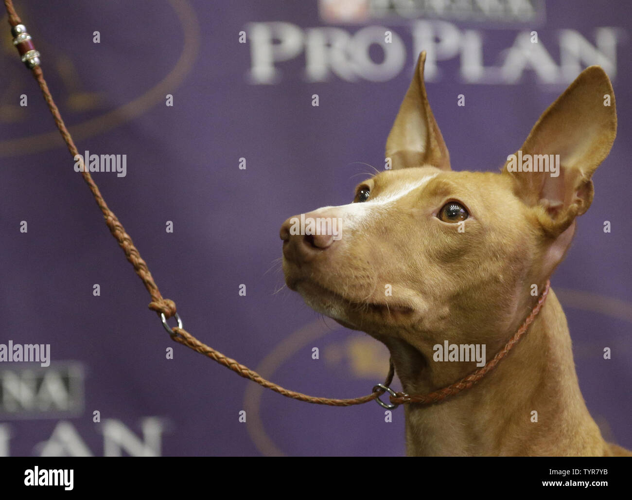 A Cirneco dellÕEtnaat named Jeter stands at an event introducing the new competing breeds of dogs at a press conference just weeks before the 140th Annual Westminster Kennel Club Dog Show at Madison Square Garden in New York City on January 21, 2016. The first Westminster show was held on May 8, 1877, making it the second-longest continuously held sporting event in the United States behind only the Kentucky Derby, which was first held in 1875.  Photo by John Angelillo/UPI Stock Photo