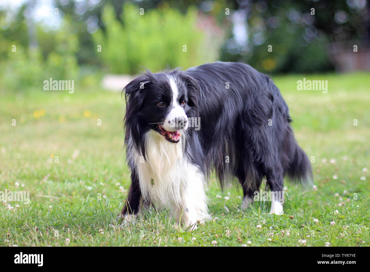 Portrait of Border collie. Dog is standing in grass in park. It is long hair black and white border collie. Stock Photo