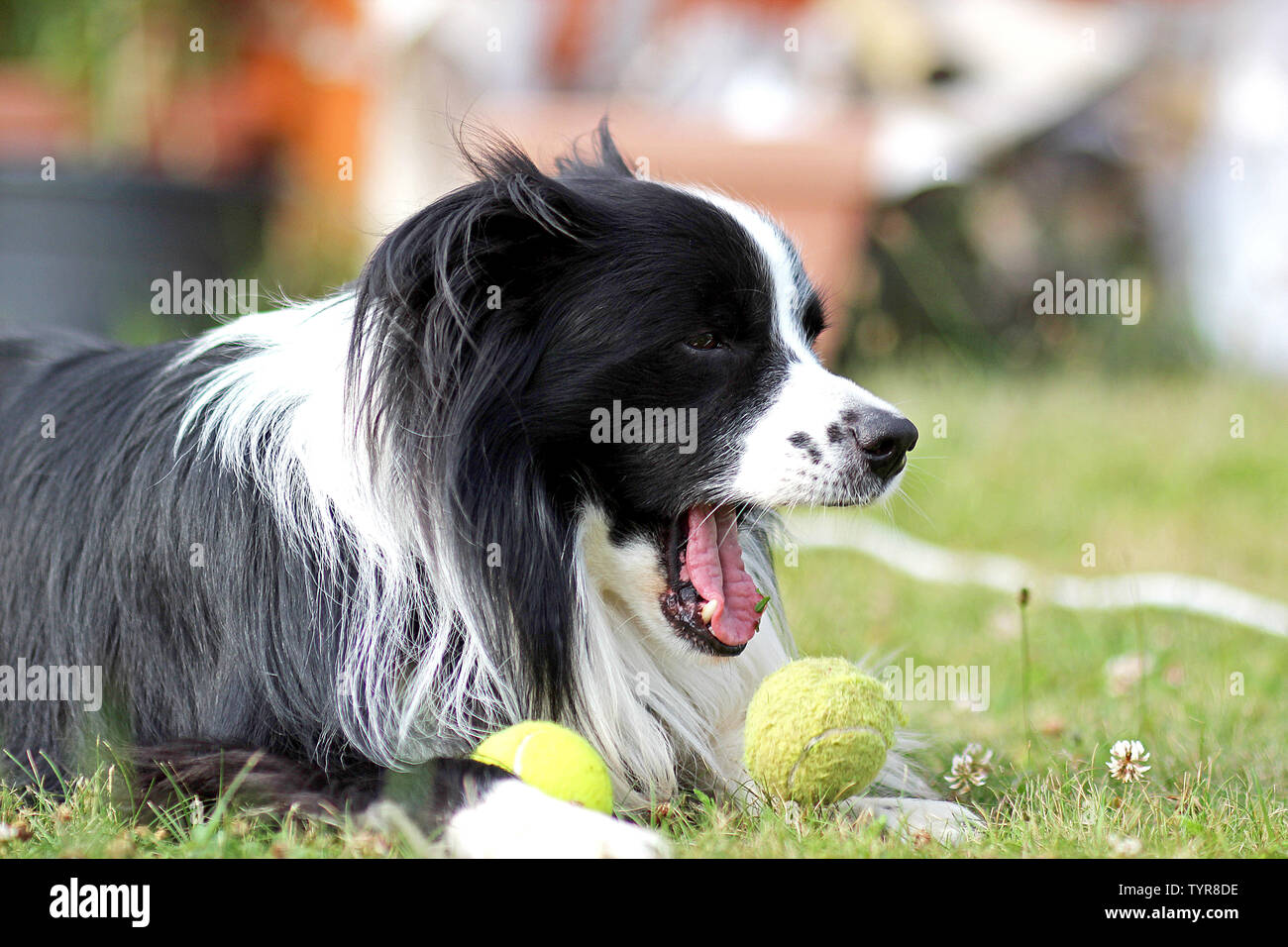 Dog is lying in grass in park. The breed is Border collie. Background is green. He has a tennis ball in the mouth. The dog is playing and he is happy. Stock Photo