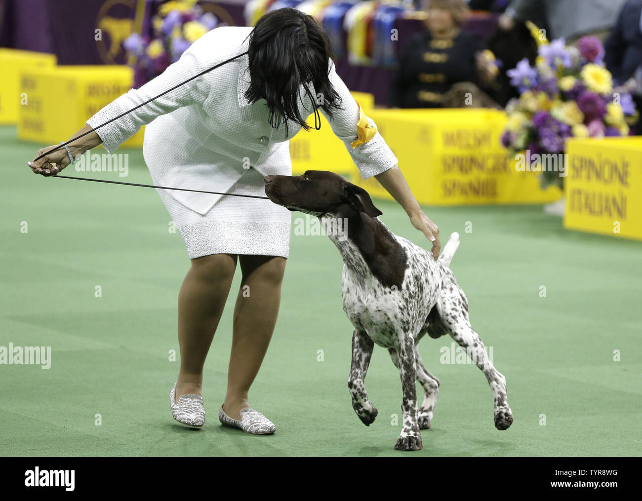 German shorthaired pointer CJ wins Westminster Dog Show